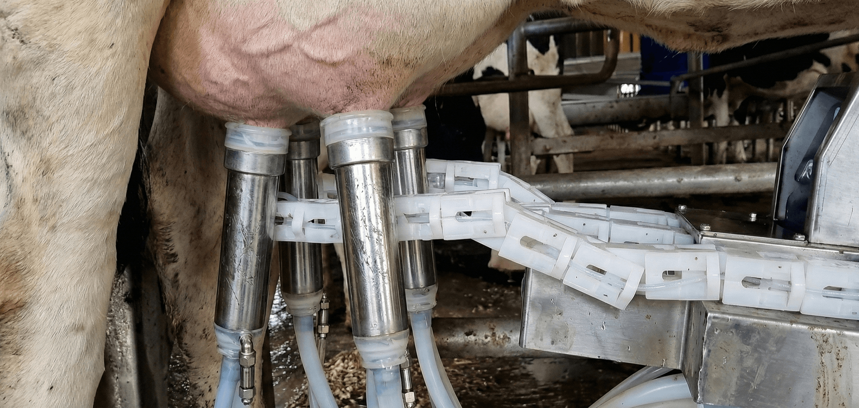 Sağım robotu kolları